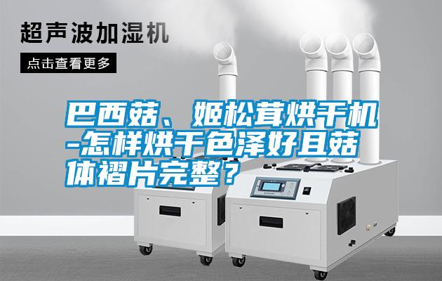 巴西菇、姬松茸烘干機(jī)-怎樣烘干色澤好且菇體褶片完整？