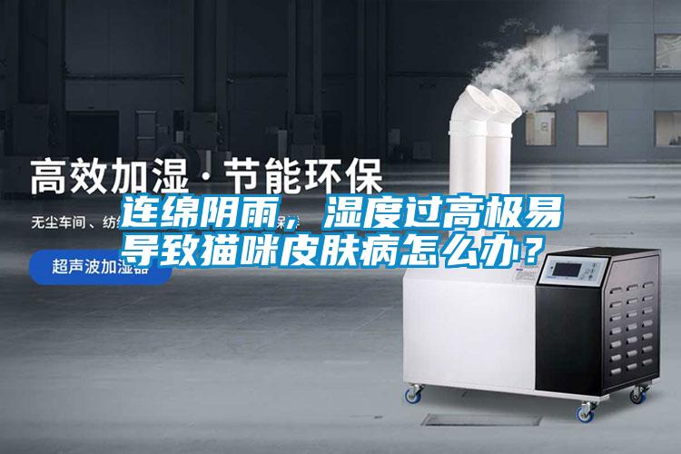 連綿陰雨，濕度過高極易導致貓咪皮膚病怎么辦？
