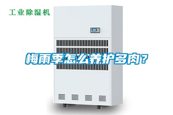 梅雨季怎么養護多肉？