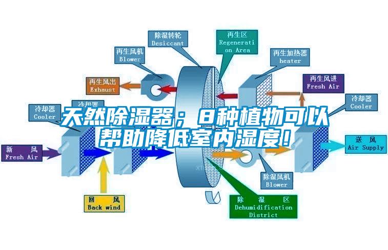 天然除濕器；8種植物可以幫助降低室內(nèi)濕度！